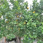 Un Sogno In Riva Al Mare Belmonte Calabro