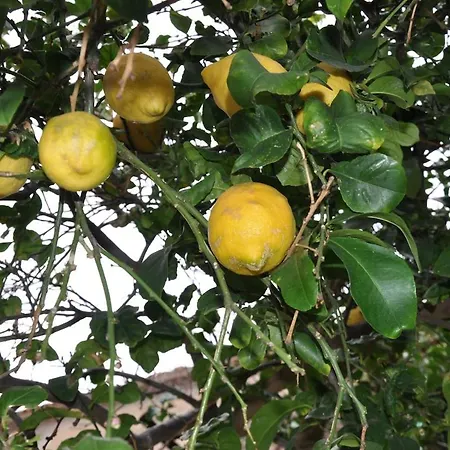 Un Sogno In Riva Al Mare