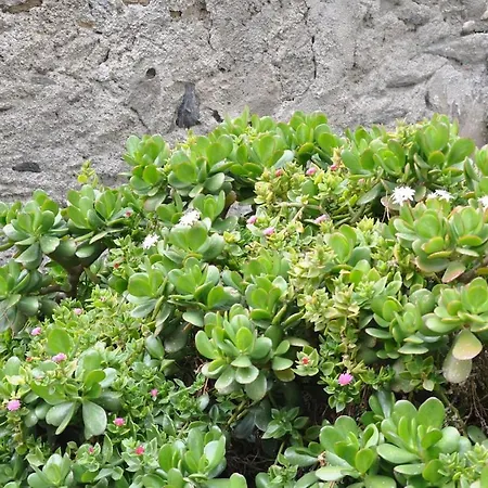 Apartment Un Sogno In Riva Al Mare Belmonte Calabro